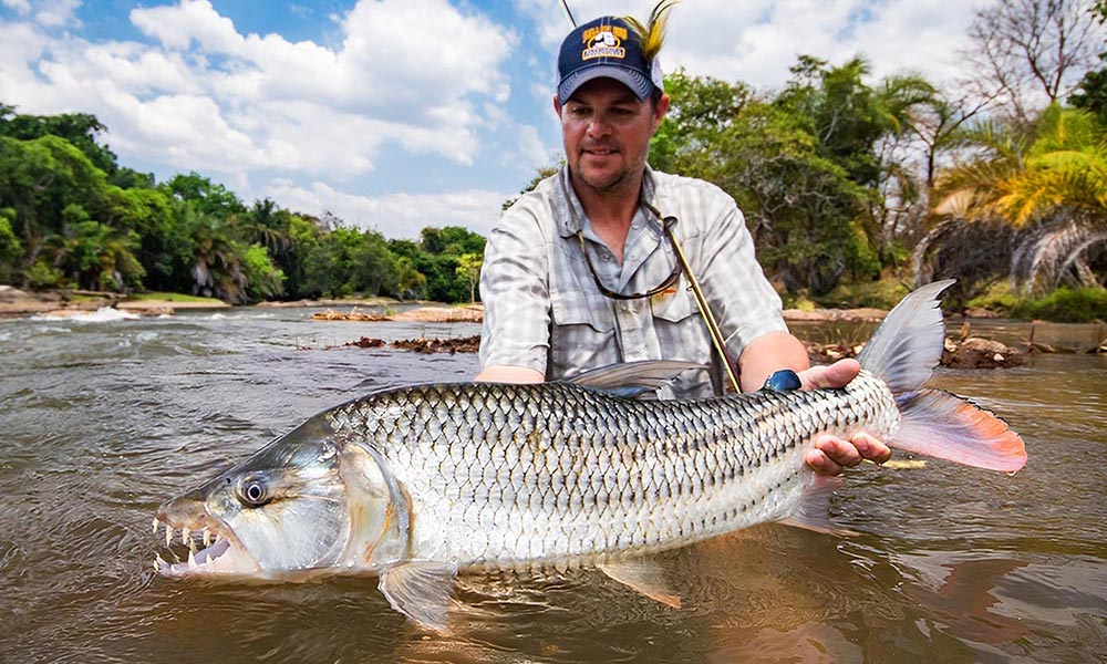 Large African Tigerfish caught fly fishing in river, Tanzania, Africa