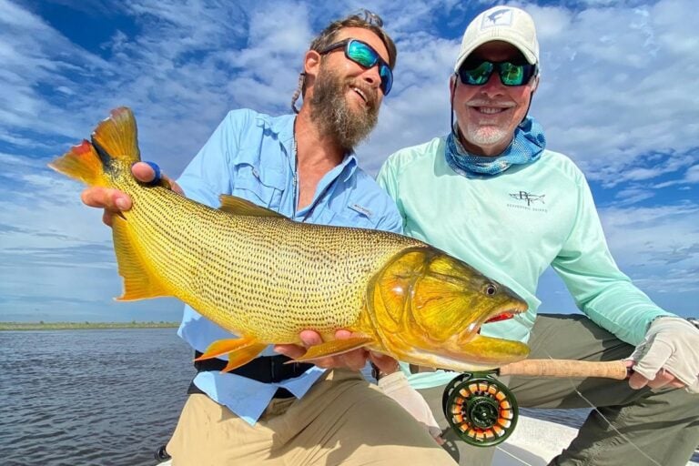 Golden dorado fly fishing catch on Paraná River near floating lodge Argentina