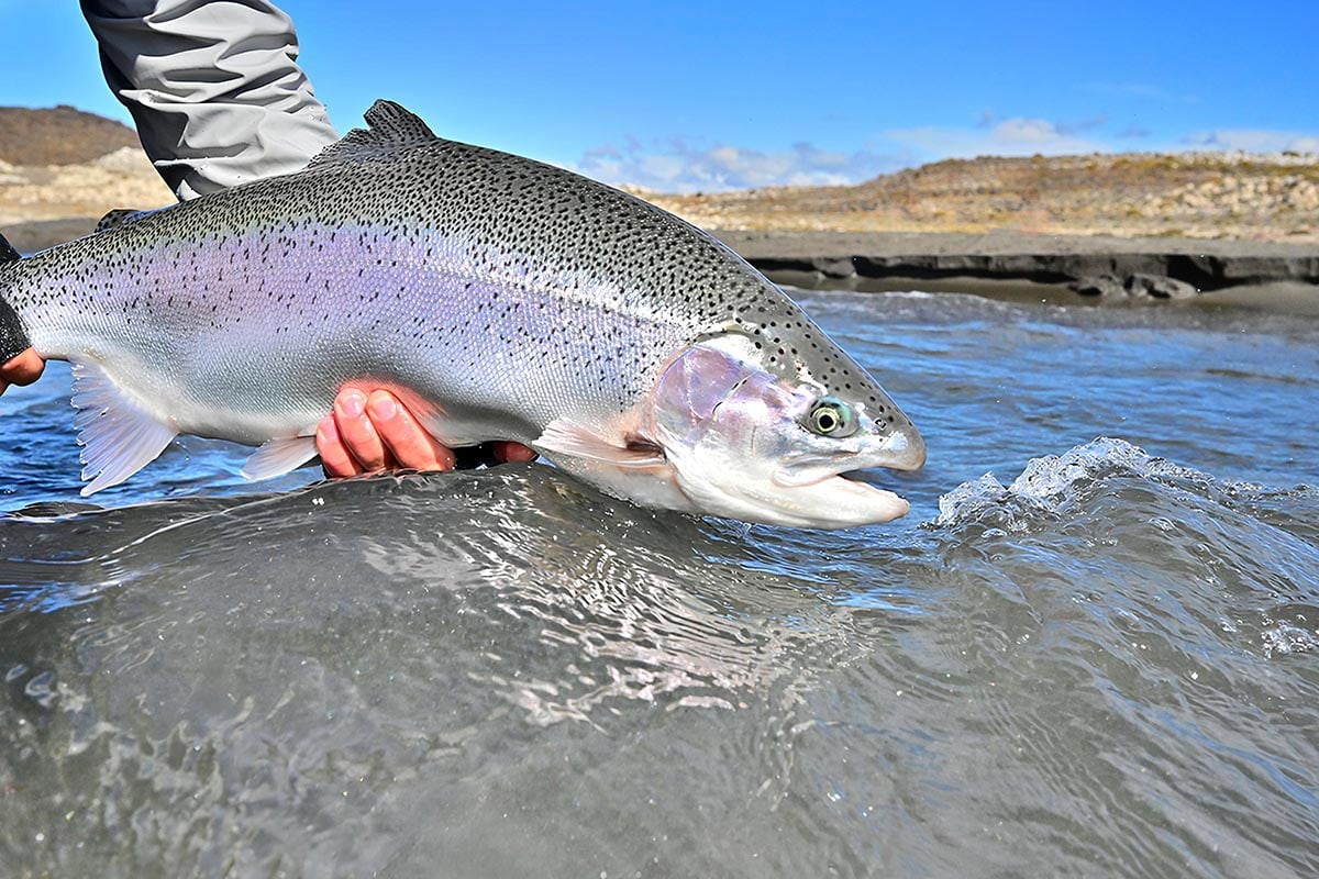 Catch and release rainbow trout on Jurassic Lake shoreline, Patagonia