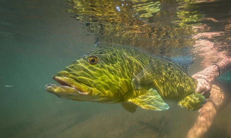 Peacock bass underwater in Amazon river, Brazil