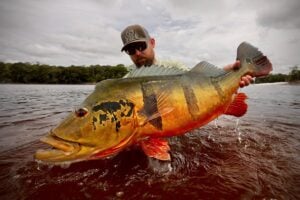 Trophy peacock bass on the fly, Rio Marié angler based on Amazon liveaboard boat