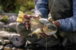 Large wild rainbow held by angler on private river on an Estancia in Argentina