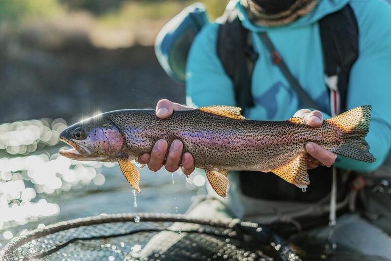 Wild rainbow trout caught fishing in Northern Patagonia, Argentina