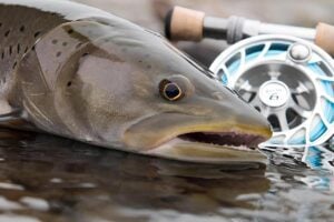 Taimen trout beside fly fishing reel