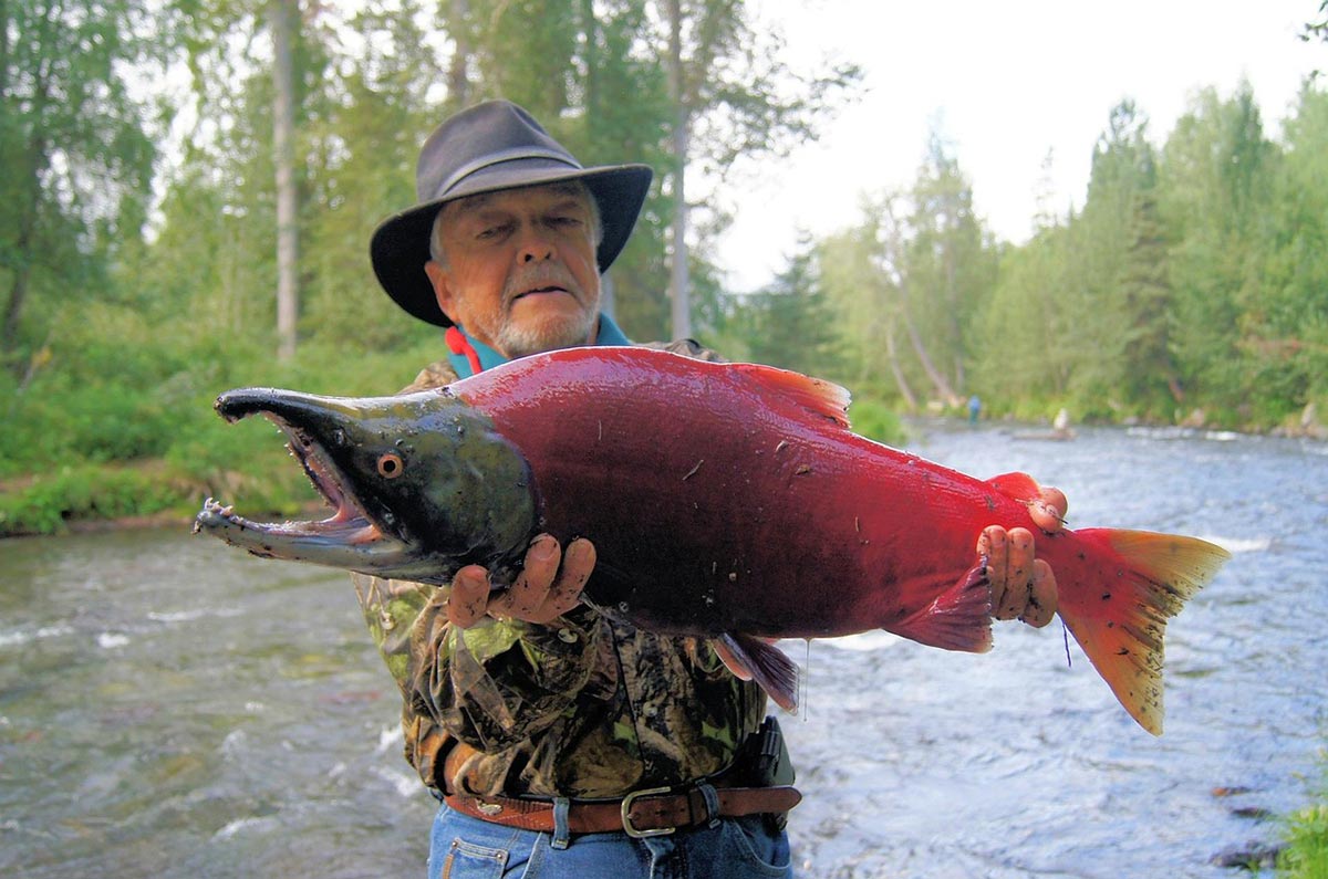 Sockeye salmon held by angler in river - Alaska