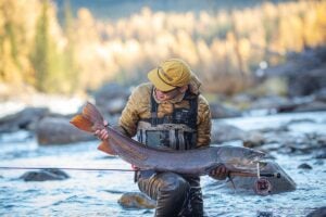 Fly angler holding a large Siberian taimen on the Shishged River, Mongolia, with autumn larch forest in the background