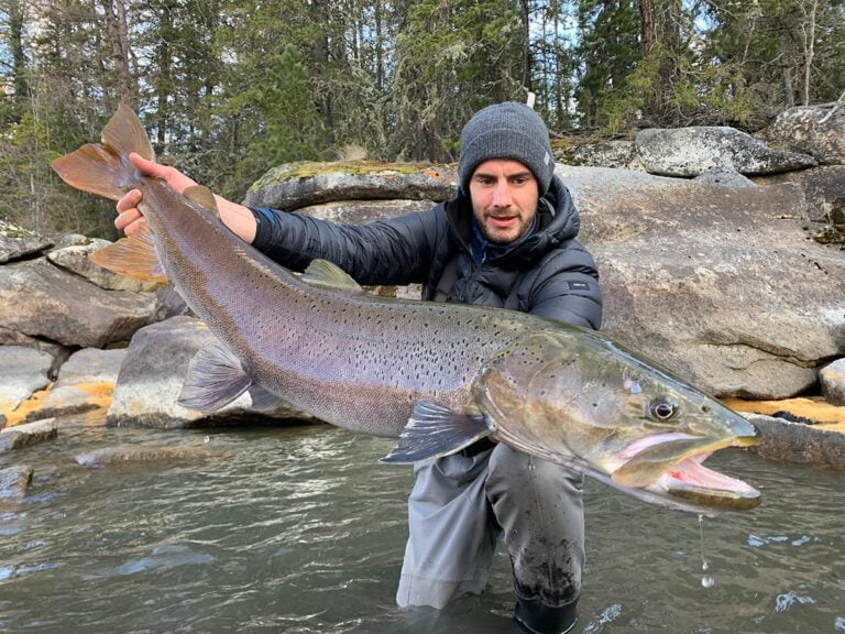 Angler holding a large Siberian taimen caught fly fishing on the Shishged River, Mongolia