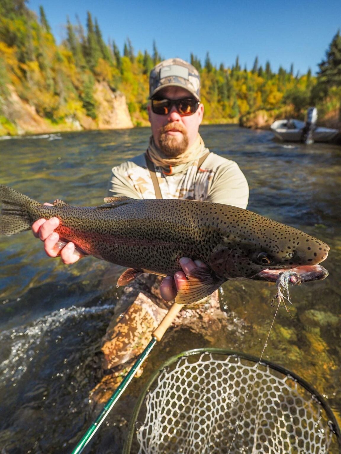 Rainbow trout caught on river in Bristol Bay Alaska, held above net by fly angler