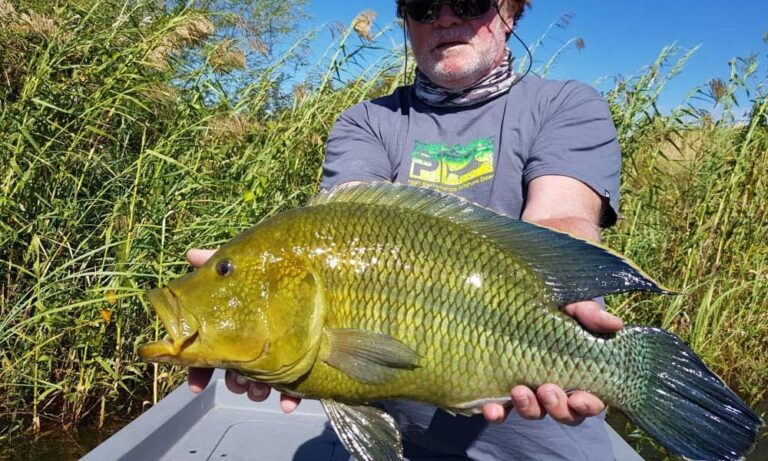 A nembwe in full color on the upper Zambezi — the yellow throat and belly that give the species its other name, yellow-belly bream.