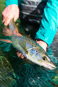 La Pilarica Lodge – Carrileufú River Fly Fishing, Argentina - Fishing