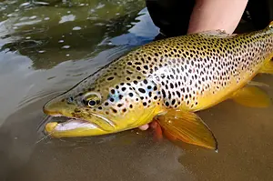 La Posada de los Farios – Río Cisnes Fly Fishing, Chile - Fishing