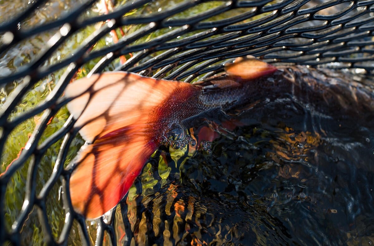 Red-orange tail of a taimen in the water, seen through the black rubber mesh of a landing net