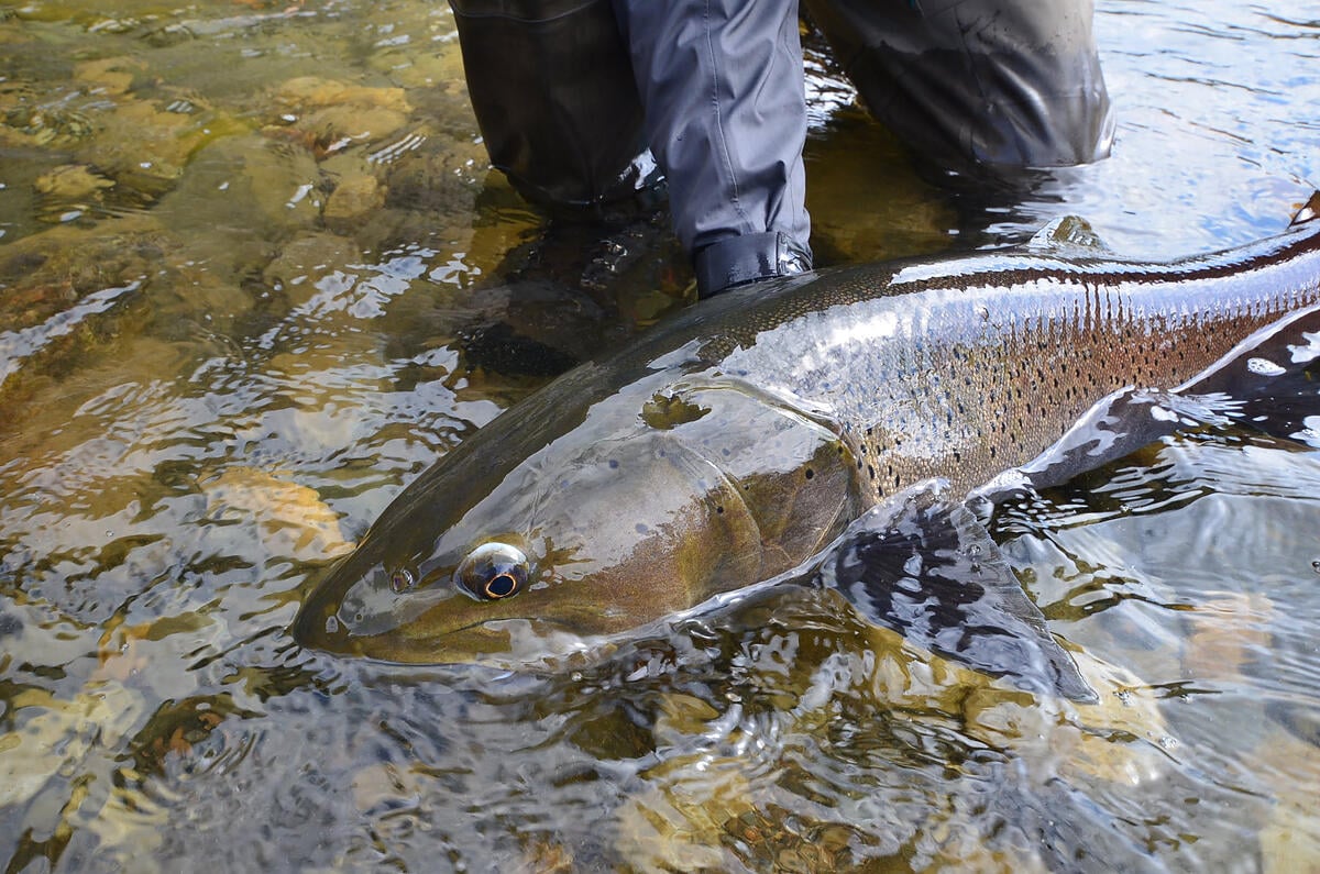 Large spotted taimen held in shallow, clear river water over rocks by an angler in waders